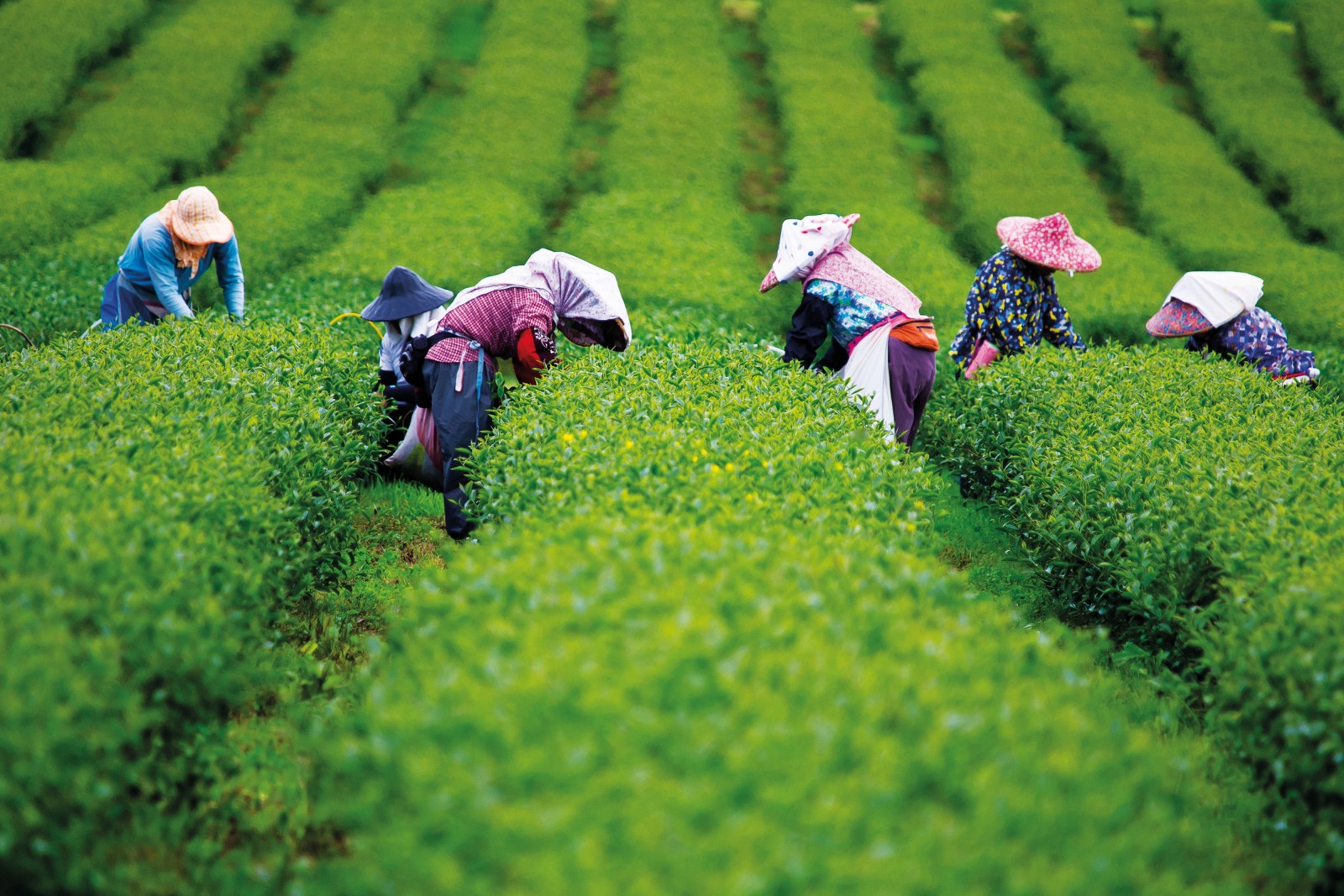 Đồi chè Thái Nguyên