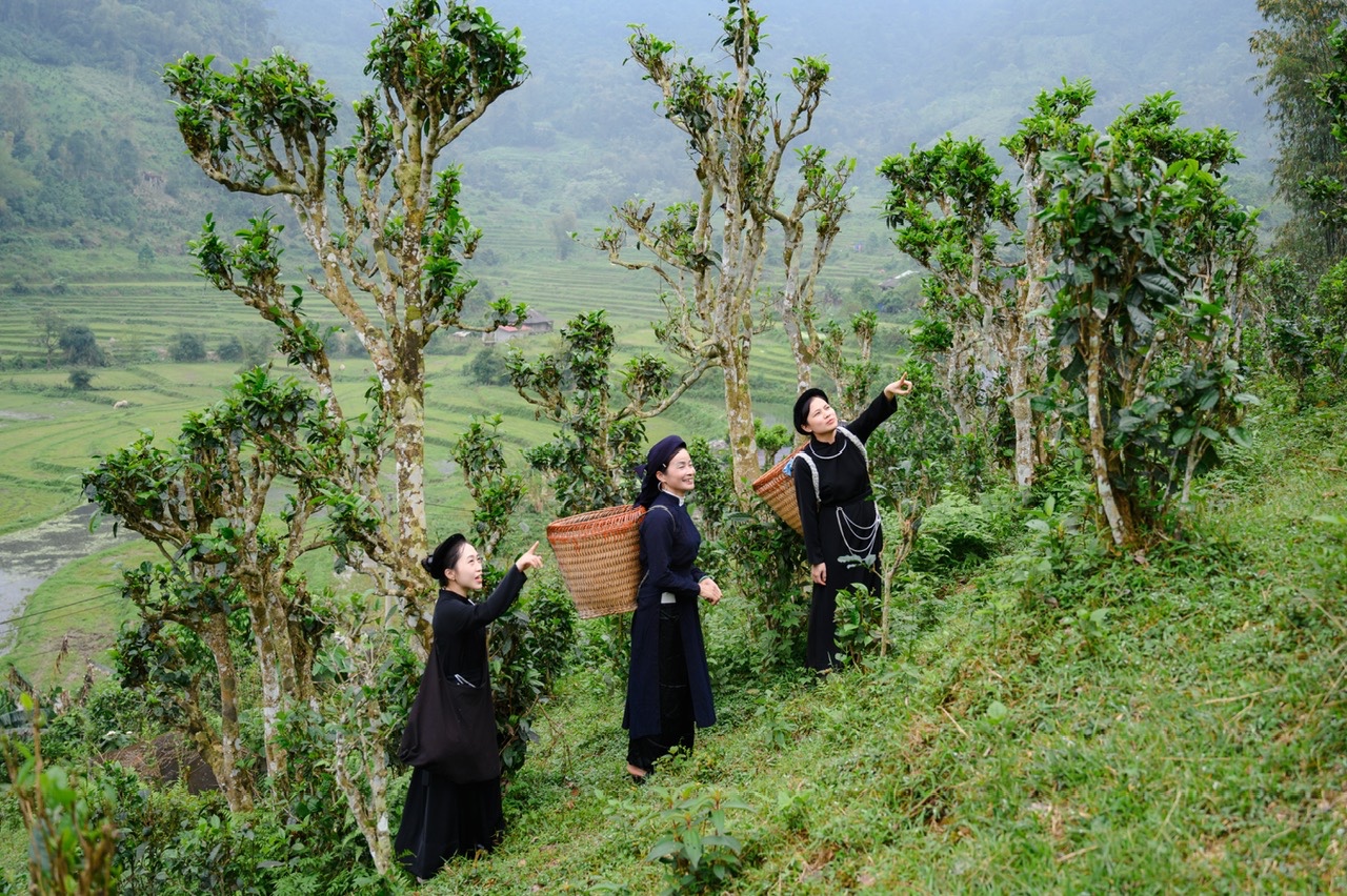 Video Hương Trà Xứ Thái 3