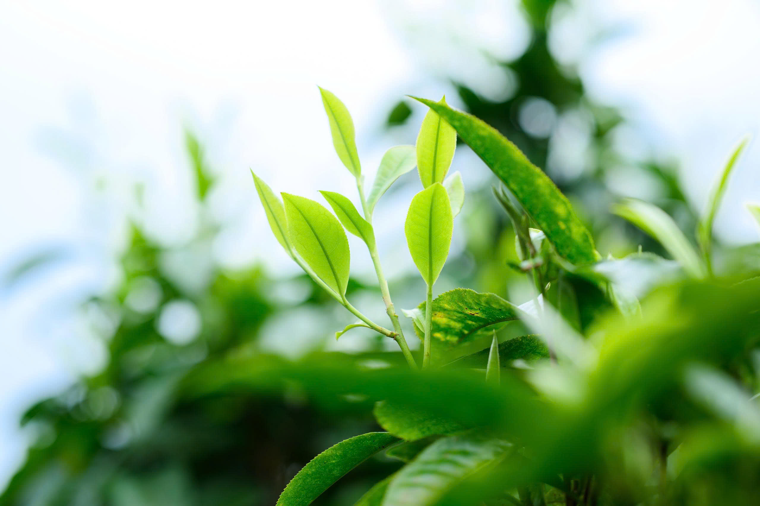 Búp chè Shan tuyết Đồng Phúc