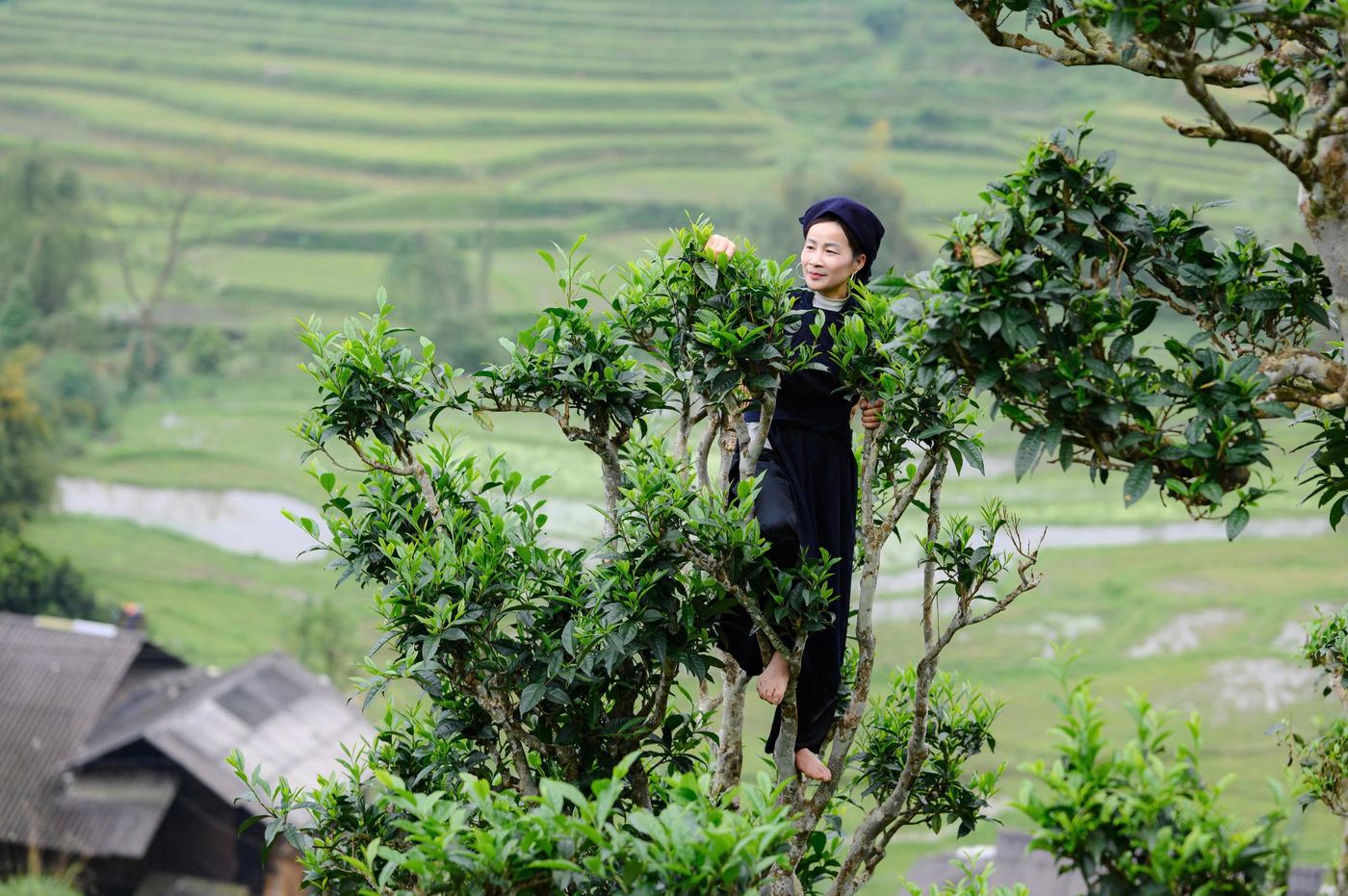 Người hái chè Shan tuyết