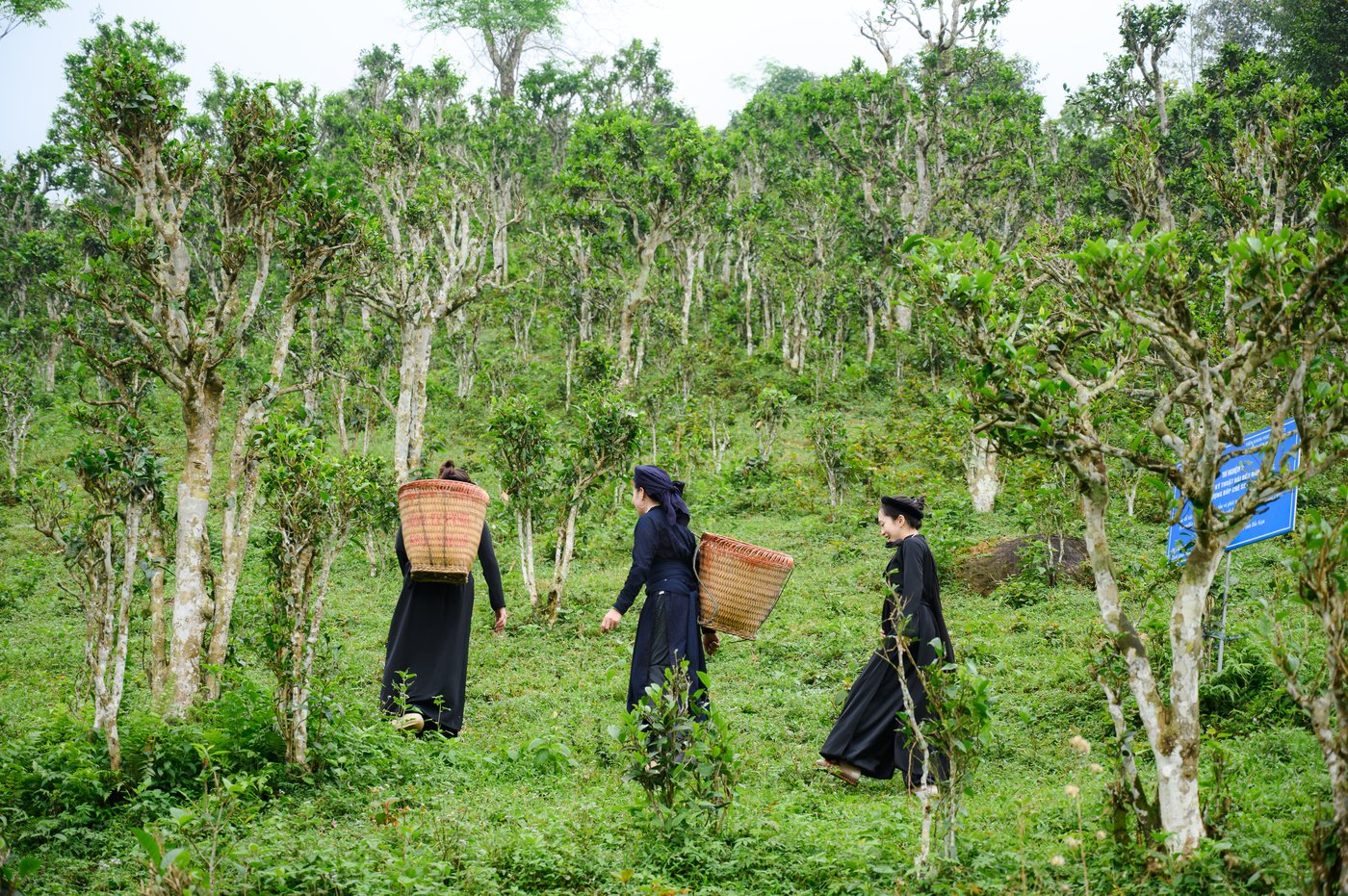 Trên rừng chè Shan tuyết