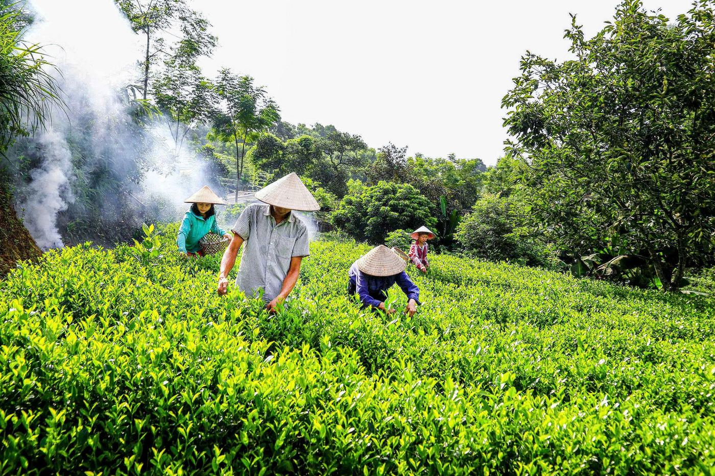 Thu hái chè Khe Cốc