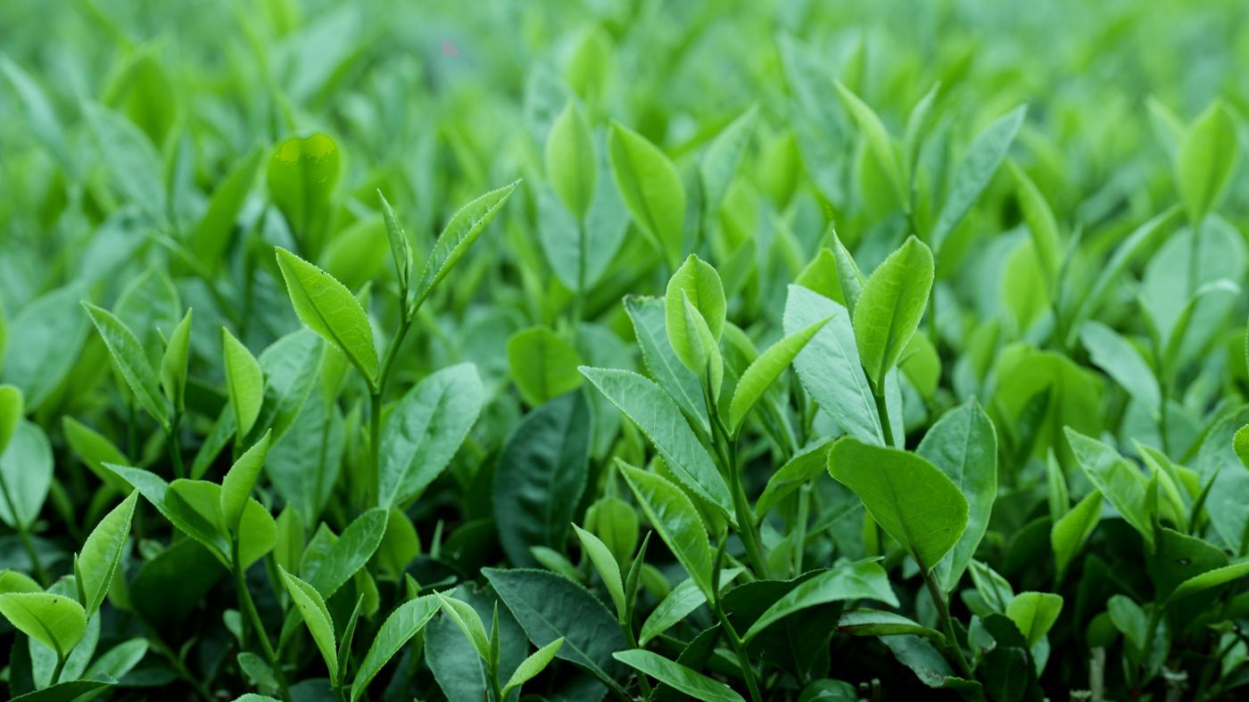 Những búp chè xanh La Bằng