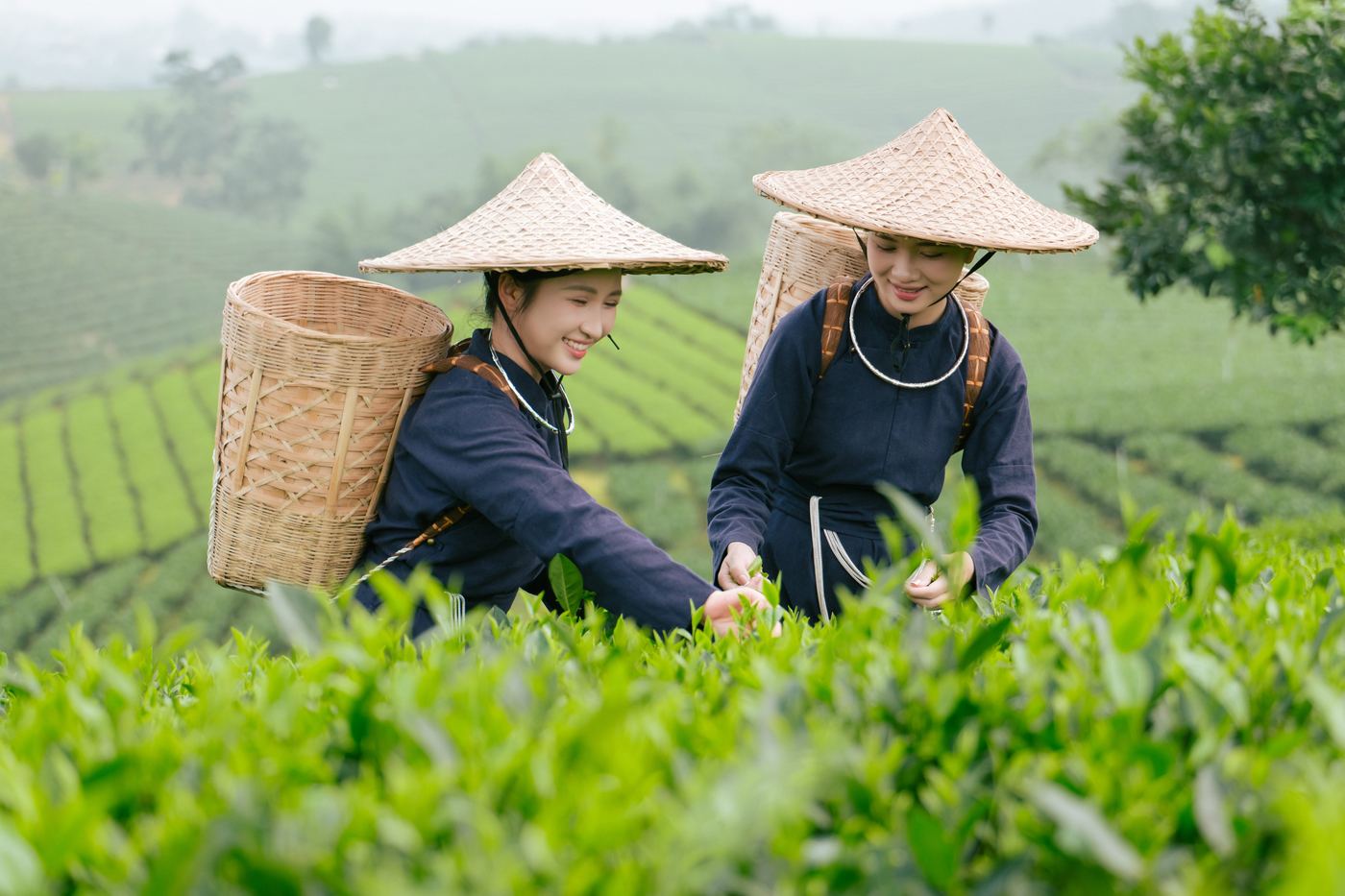 Sơn nữ hái chè La Bằng