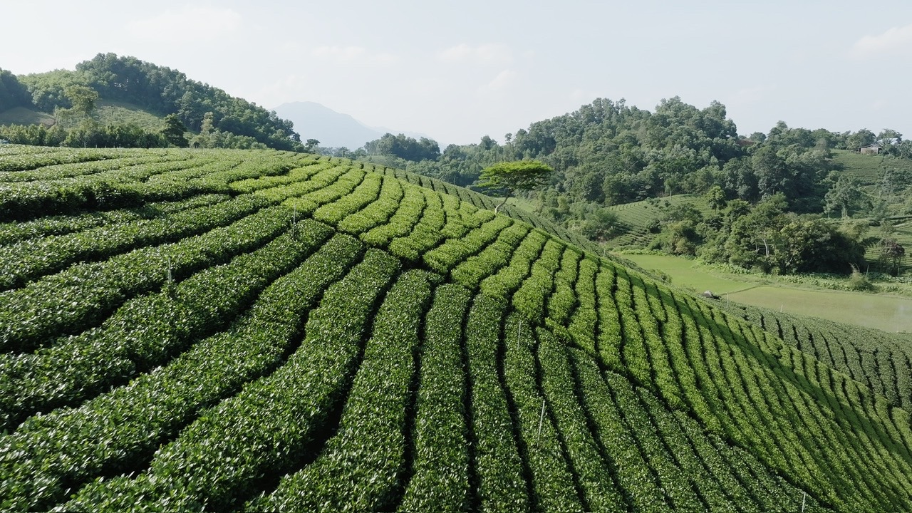 Video Hương Trà Xứ Thái 2
