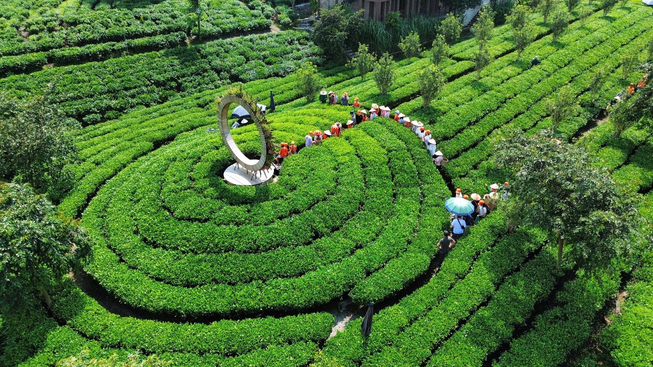 Video Hương Trà Xứ Thái 1