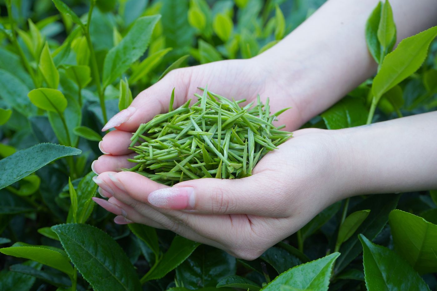 Nâng niu những búp chè non