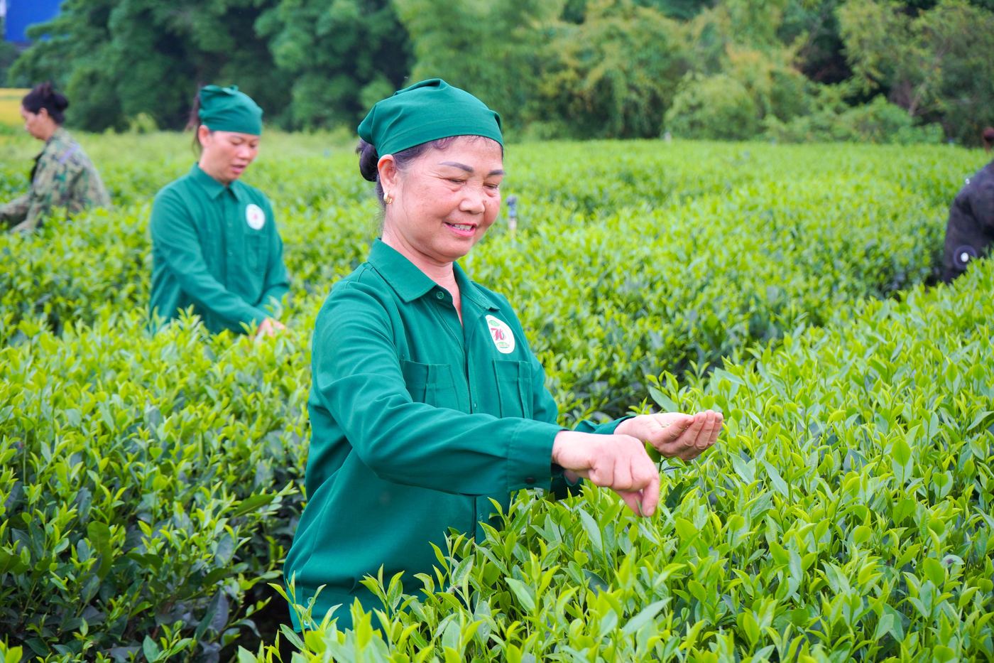 Nét đẹp người hái chè Tân Cương