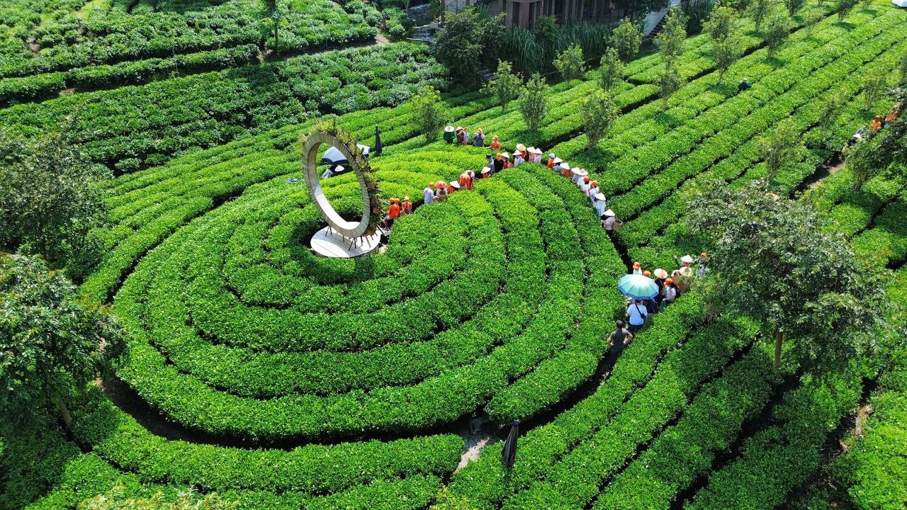 Đồi chè Tân Cương