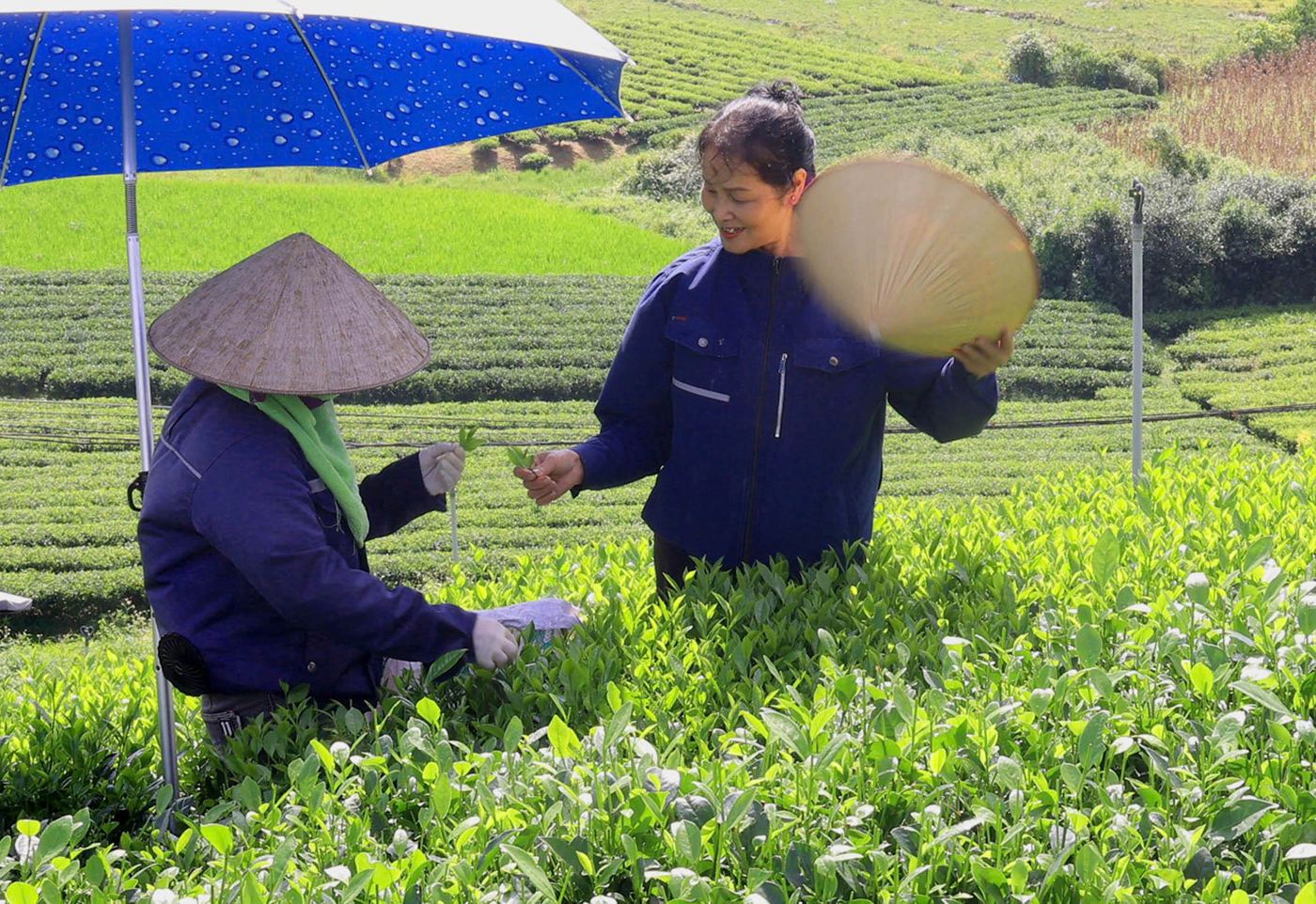 Nụ cười trên đồi chè Trại Cài