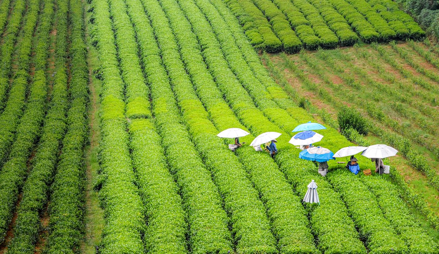 Thu hái trên đồi chè Trại Cài