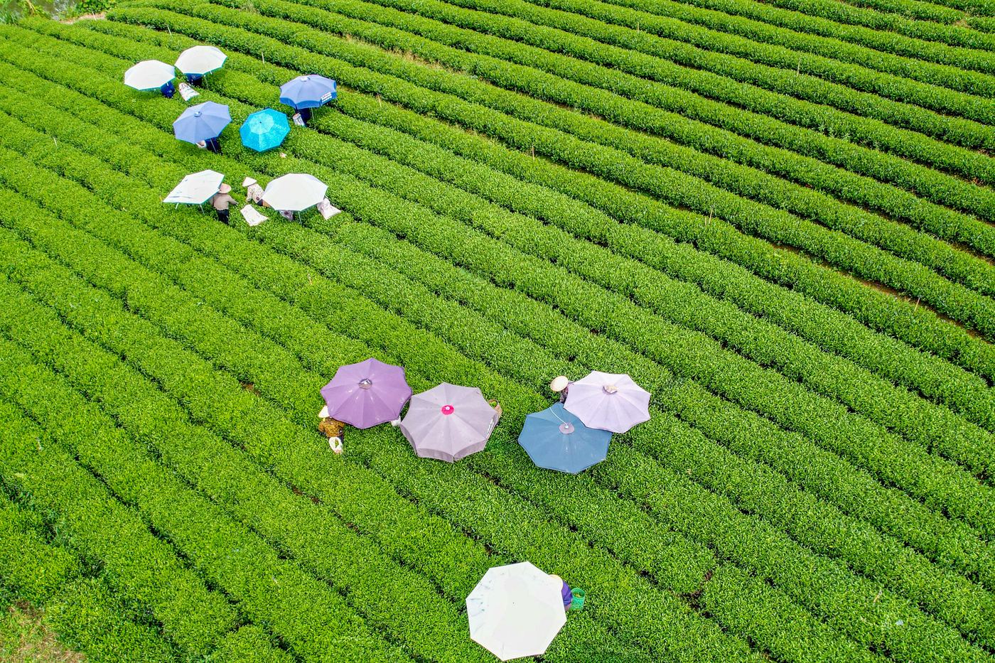 Thu hái trên đồi chè Trại Cài