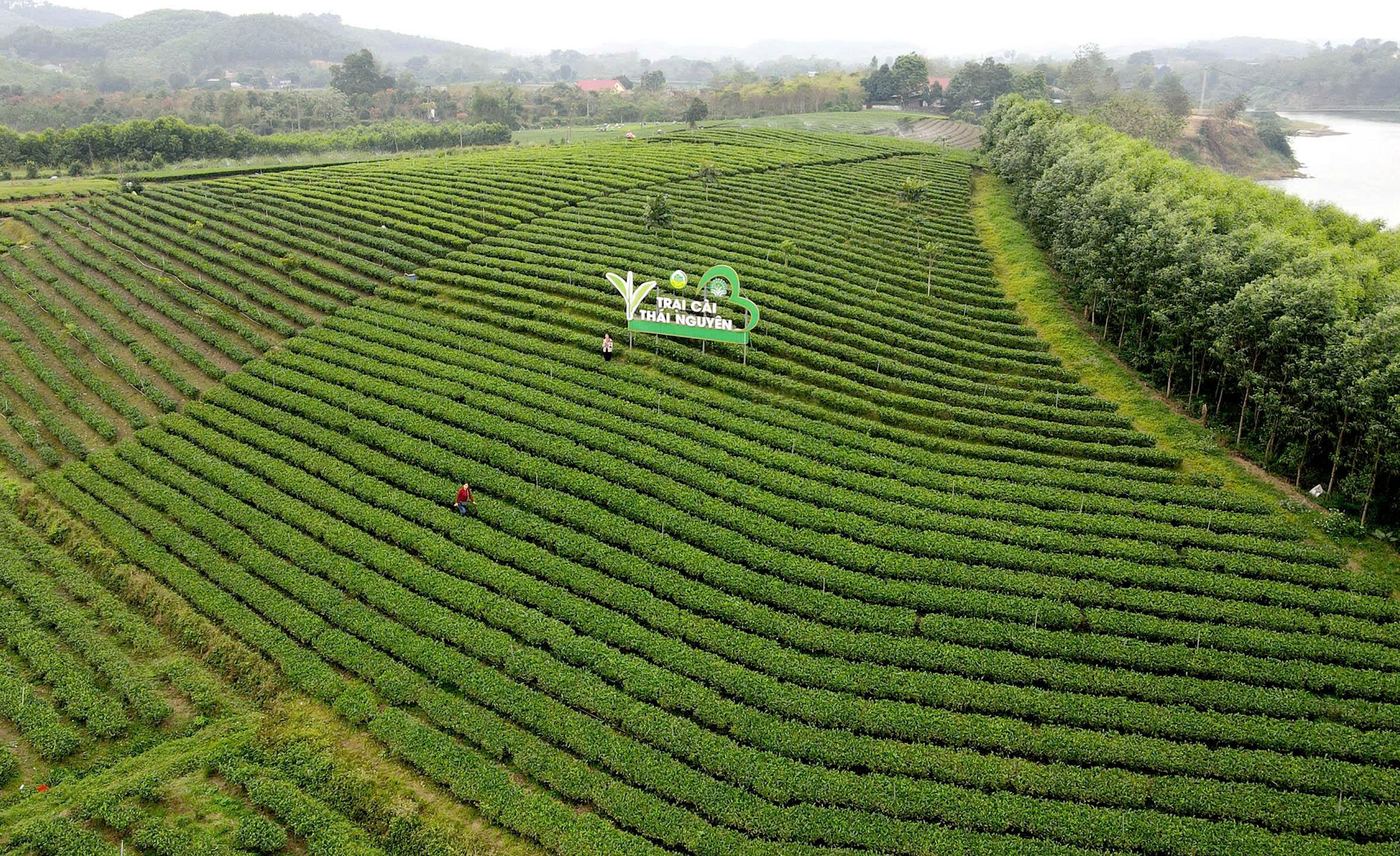 Trà Trại Cài