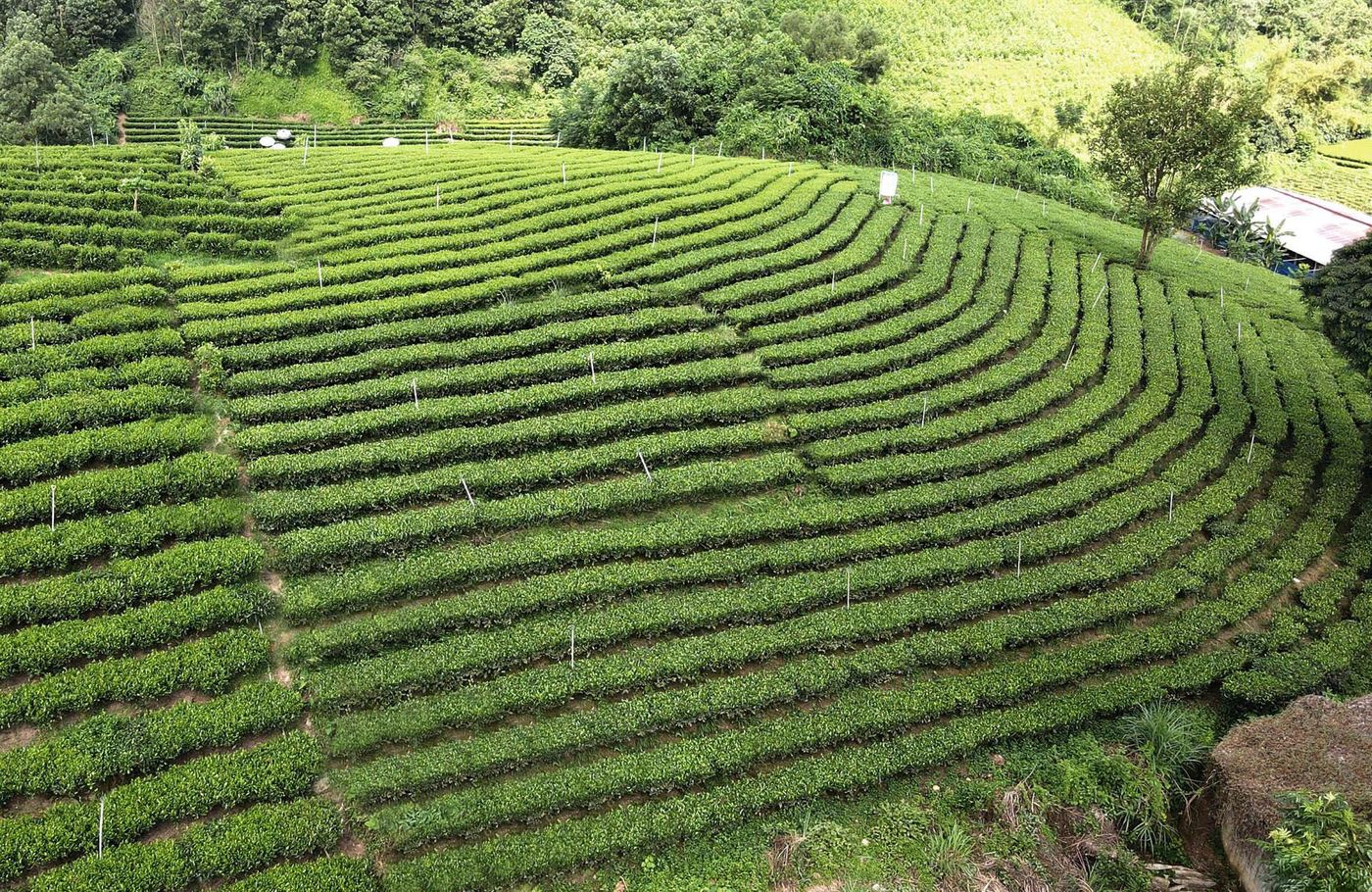 Trại Cài