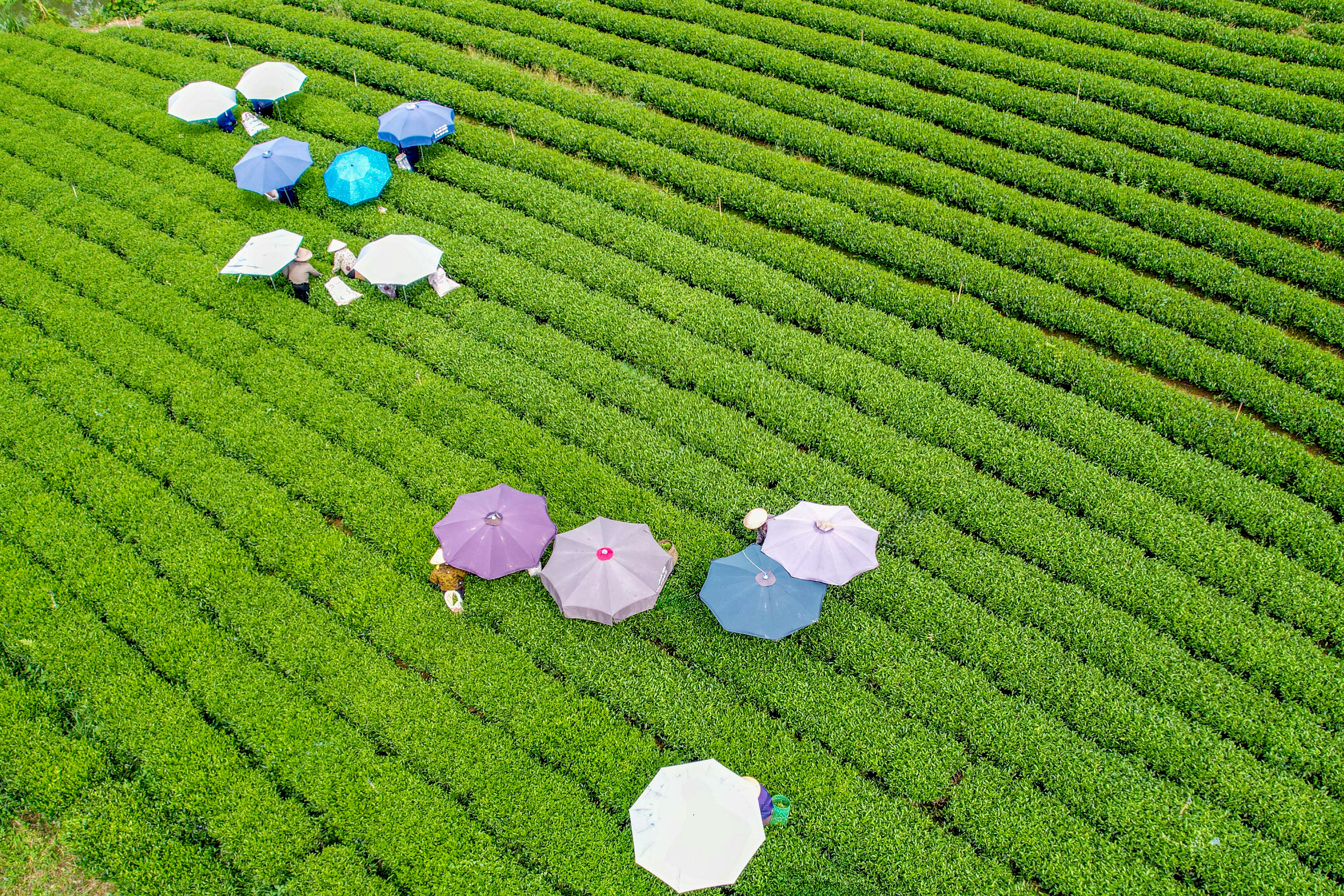 Trại Cài